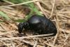 Meloe rugosus